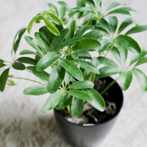 Schefflera compacta 'Nora' op vlechtstam